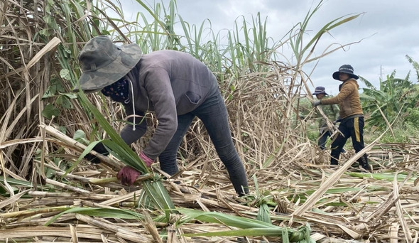 Giá đường Việt Nam chịu áp lực cạnh tranh rất lớn trên thị trường thế giới
