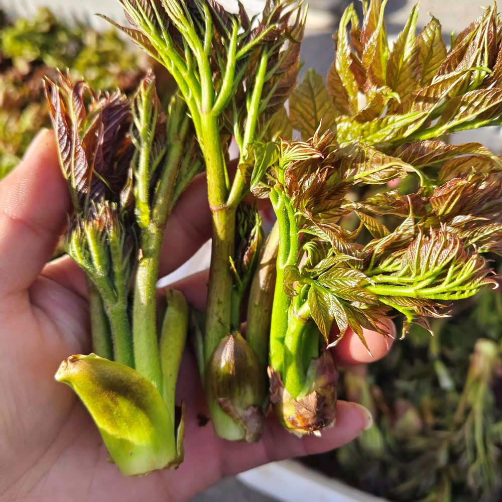 Loại rau rừng bổ tựa nhân sâm được săn lùng khắp châu Á, hóa ra mọc dại đầy ở Việt Nam - ảnh 2