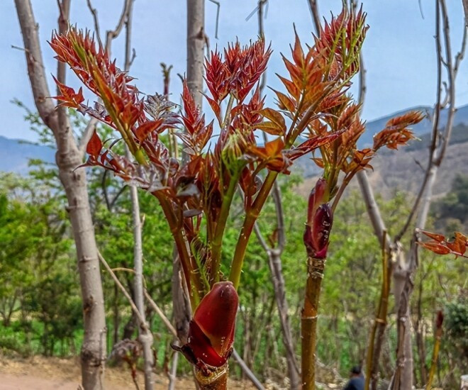 Loại rau rừng bổ tựa nhân sâm được săn lùng khắp châu Á, hóa ra mọc dại đầy ở Việt Nam - ảnh 1