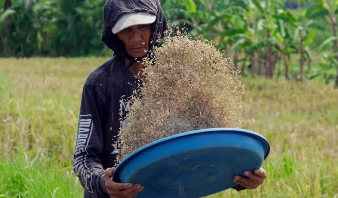 Chặn đường mua gạo Việt Nam, nền kinh tế lớn nhất Đông Nam Á tiến tới cột mốc lịch sử