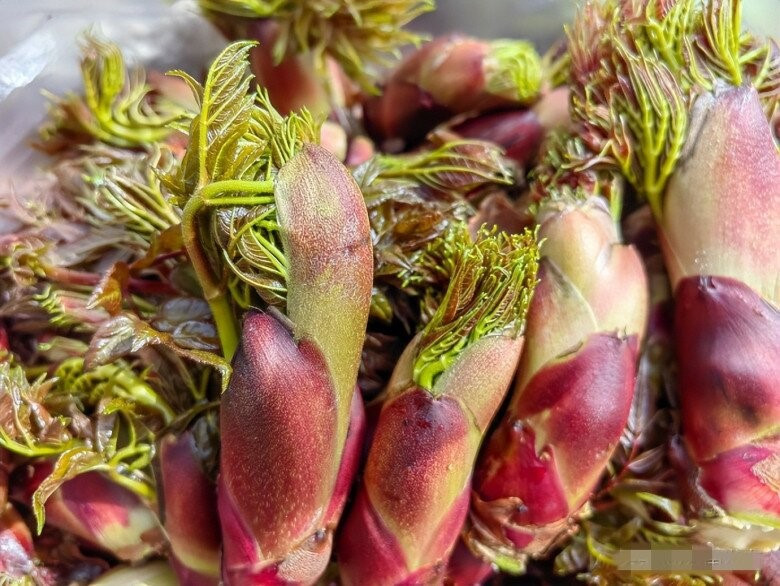 Loại rau rừng bổ tựa nhân sâm được săn lùng khắp châu Á, hóa ra mọc dại đầy ở Việt Nam - ảnh 3