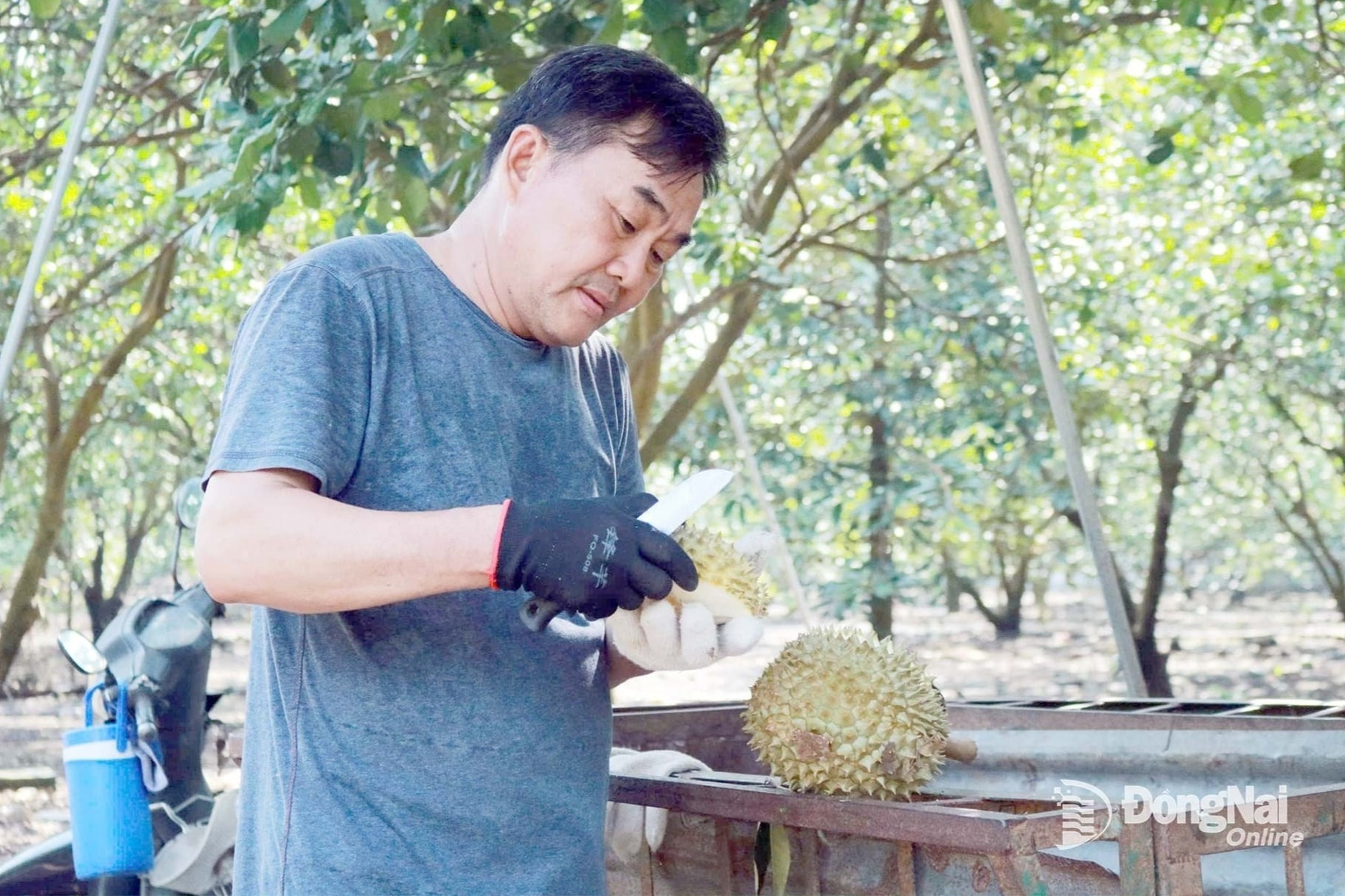 Một xã ở tỉnh Đồng Nai cứ ra ngõ là đụng trúng ‘tỷ phú nông dân’: Giống cây cứ trồng là ra trái bội thu, chăn nuôi phát triển