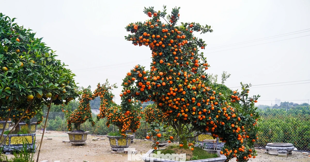 Độc lạ quýt hình ngựa có giá hàng chục triệu đồng ở thủ phủ cây cảnh Hưng Yên