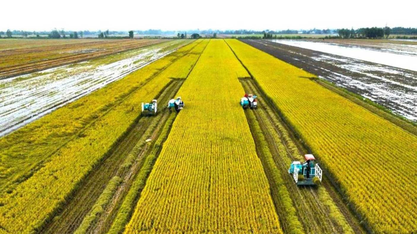 Sản xuất lúa chất lượng cao gắn với giảm phát thải vượt tiến độ đề ra Sản xuất lúa chất lượng cao gắn với giảm phát thải vượt tiến độ đề ra