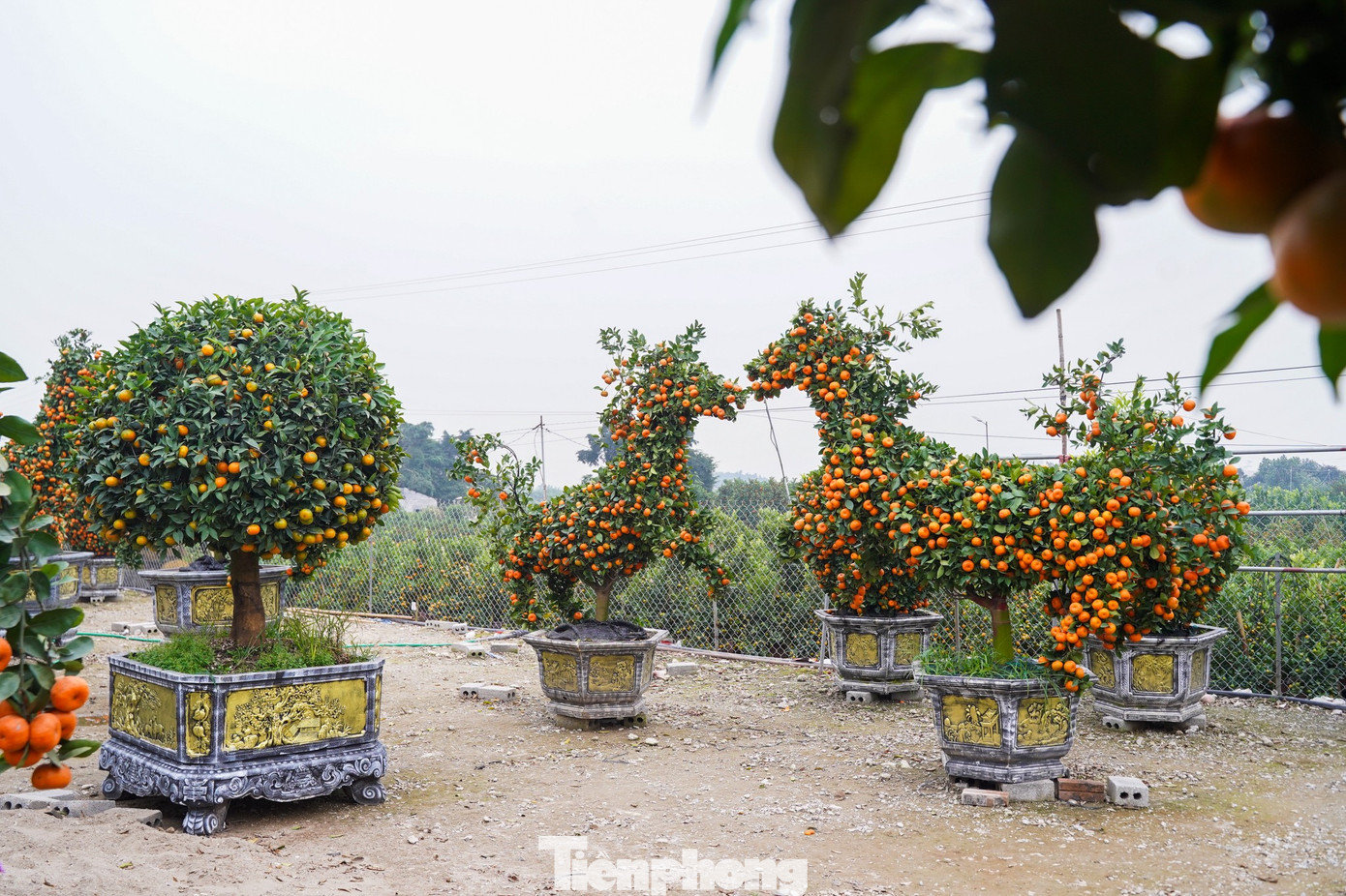 tp-tienphong-1460.jpg