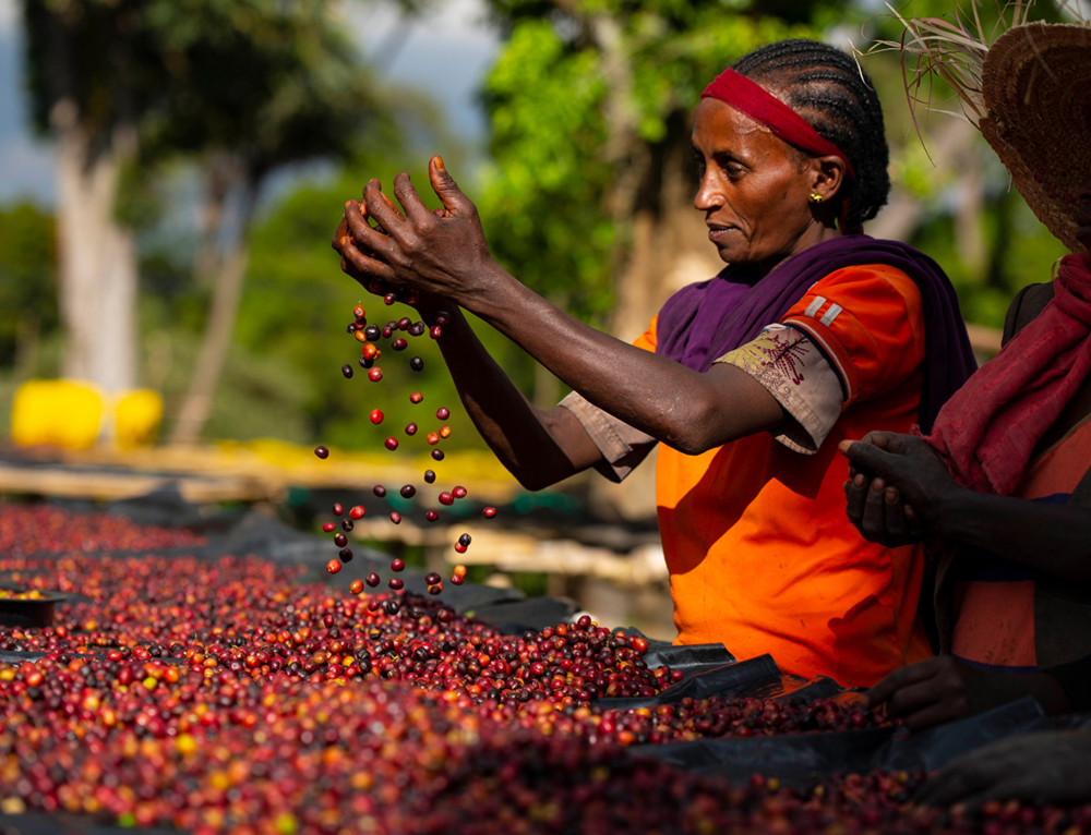 Quốc gia có tới 13 tháng/năm, được coi là ‘cái nôi’ của cà phê Arabica - ảnh 3