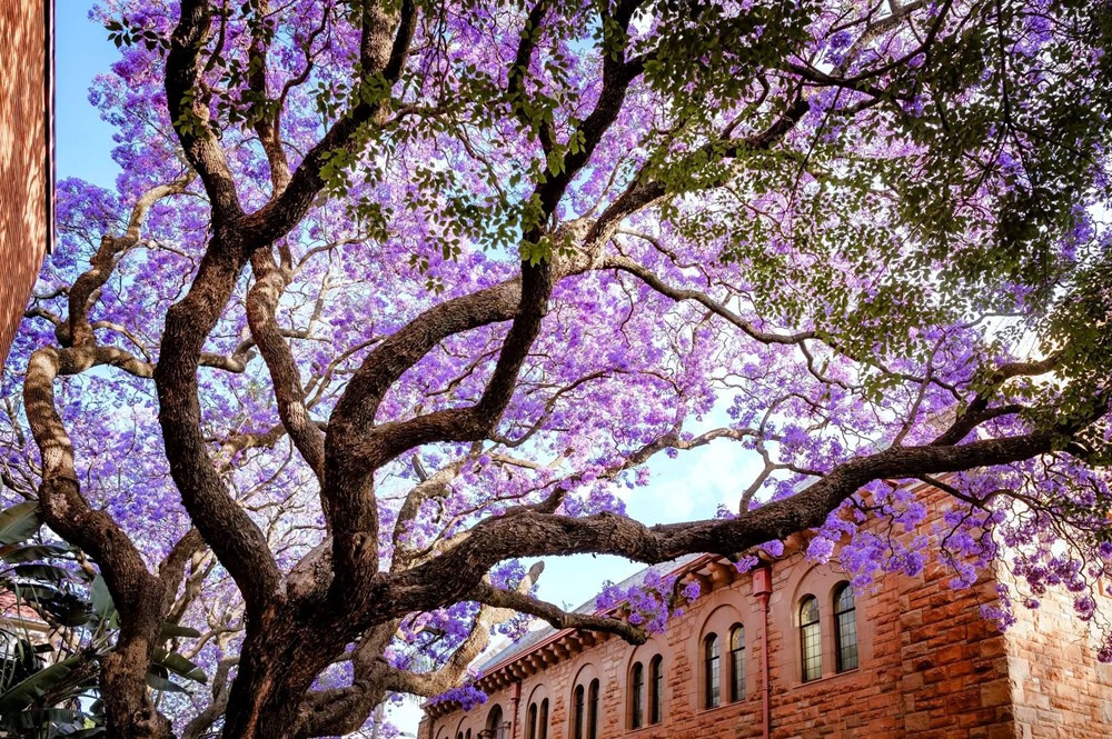 Quốc gia duy nhất có tới 3 thủ đô, sử dụng 11 ngôn ngữ chính thức - ảnh 3