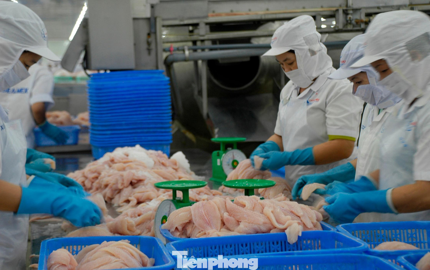 Xuất khẩu cá tra năm 2025 cán đích gần 2,2 tỷ USD, tăng 8% so với năm 2024. tp-catra-5304.jpg