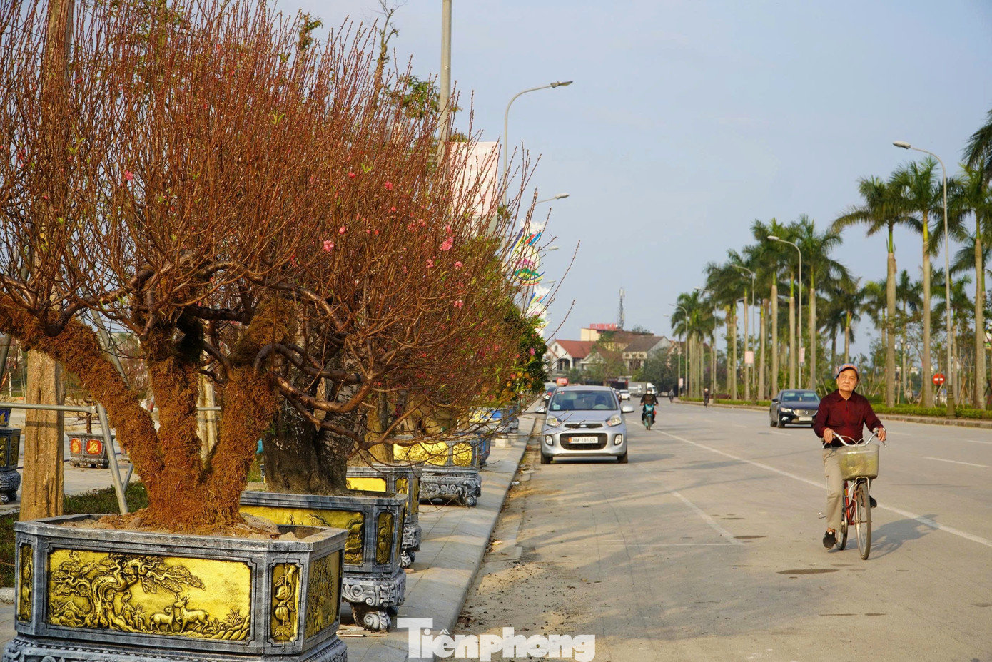 Những ngày này, tại tuyến đường Xô Viết Nghệ Tĩnh, phường Thành Sen, các tiểu thương đã bắt đầu đưa nhiều loại cây cảnh như đào, bưởi... ra bày bán để phục vụ nhu cầu người tiêu dùng dịp Tết Nguyên đán. tp-dao-0987.jpg