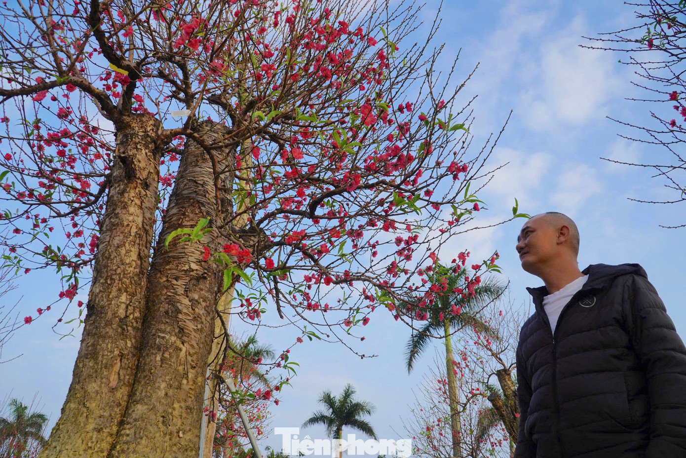 Những gốc đào cổ thụ hàng chục năm tuổi được bày bán dịp Tết. Theo đánh giá của một số tiểu thương, năm nay thiên tai, mưa lũ đã gây ảnh hưởng lớn đến cây cảnh và hoa, khiến nguồn cung khan hiếm so với mọi năm. tp-dao-08765rjk.jpg
