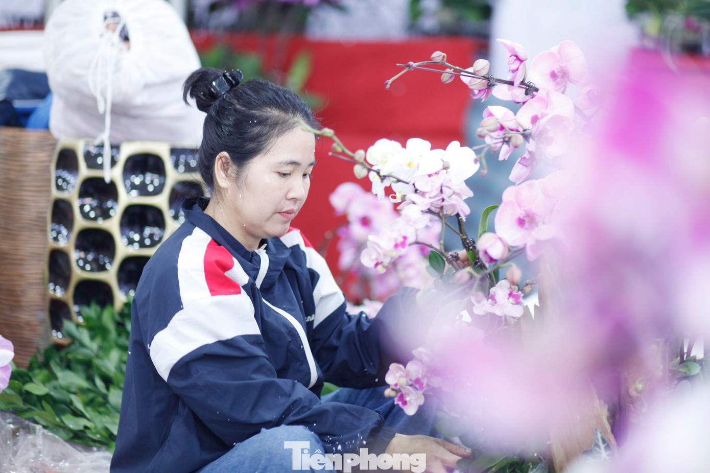 Thời điểm này, người cắm hoa lan thuê ở tỉnh Bắc Ninh đang tất bật vào vụ Tết. tp-l3.jpg