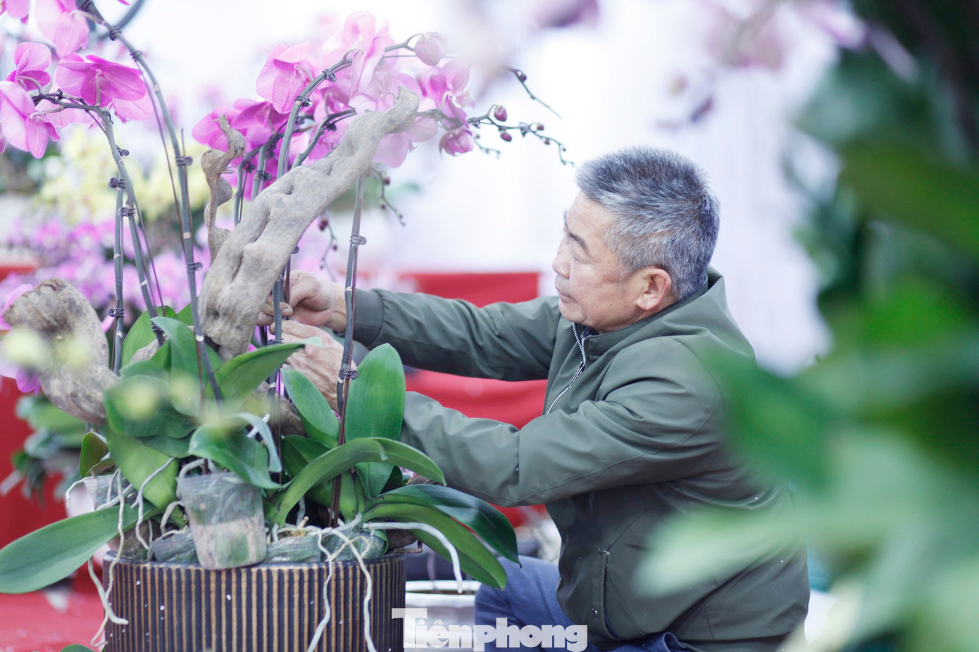 Một người cắm hoa lan thuê chăm chú làm việc để phục vụ Tết. tp-l11.jpg