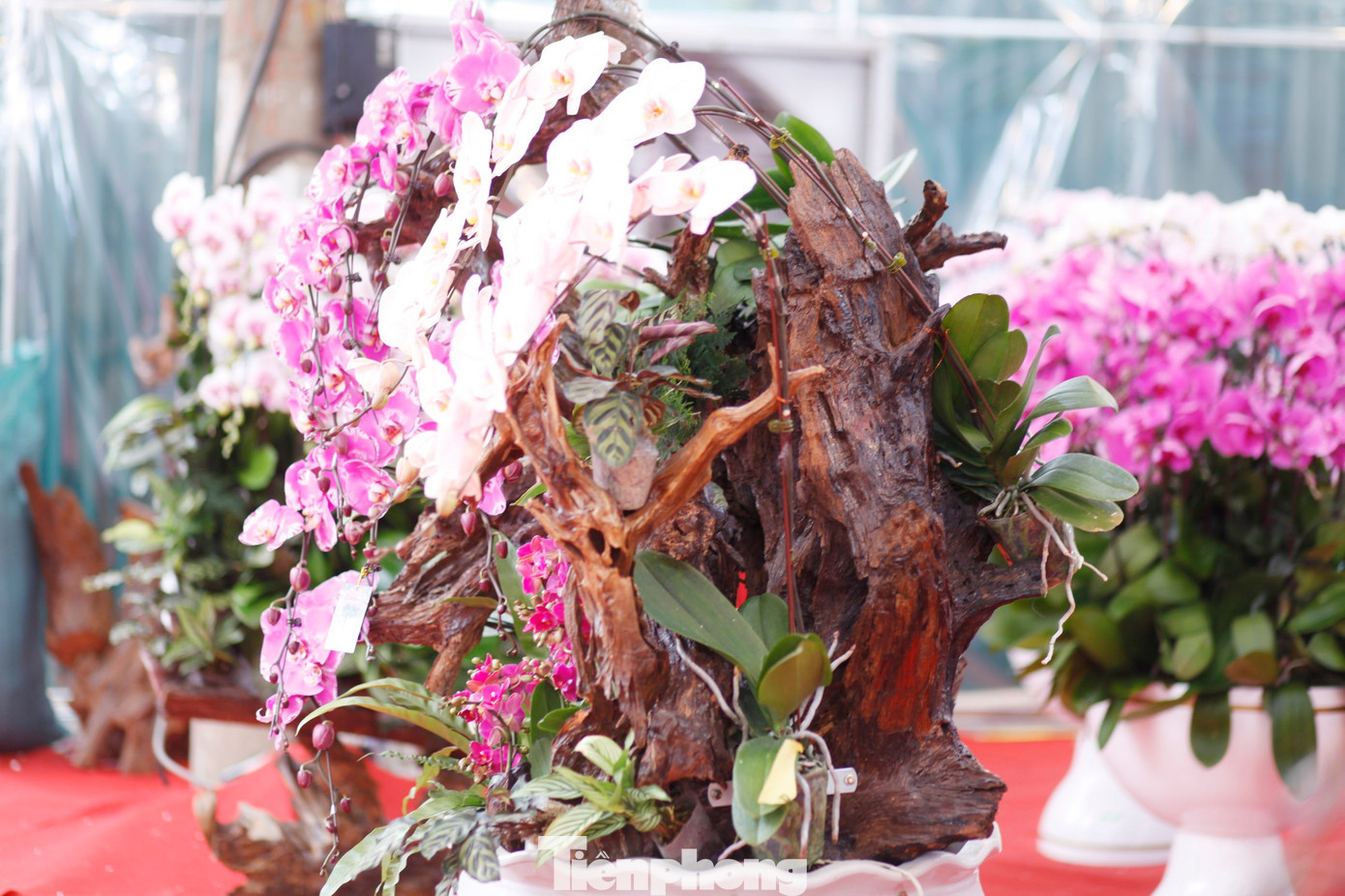 Một chậu hoa lan bán Tết có giá khoảng 10 triệu đồng. tp-l5.jpg