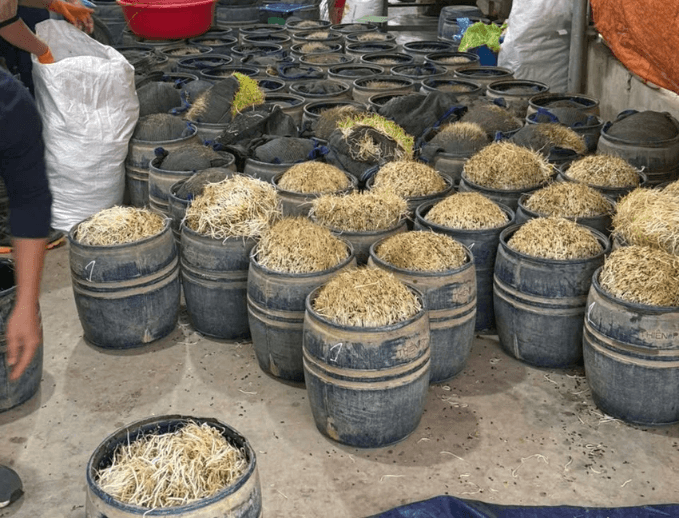 Khởi tố 2 chủ cơ sở sản xuất giá đỗ - ảnh 1