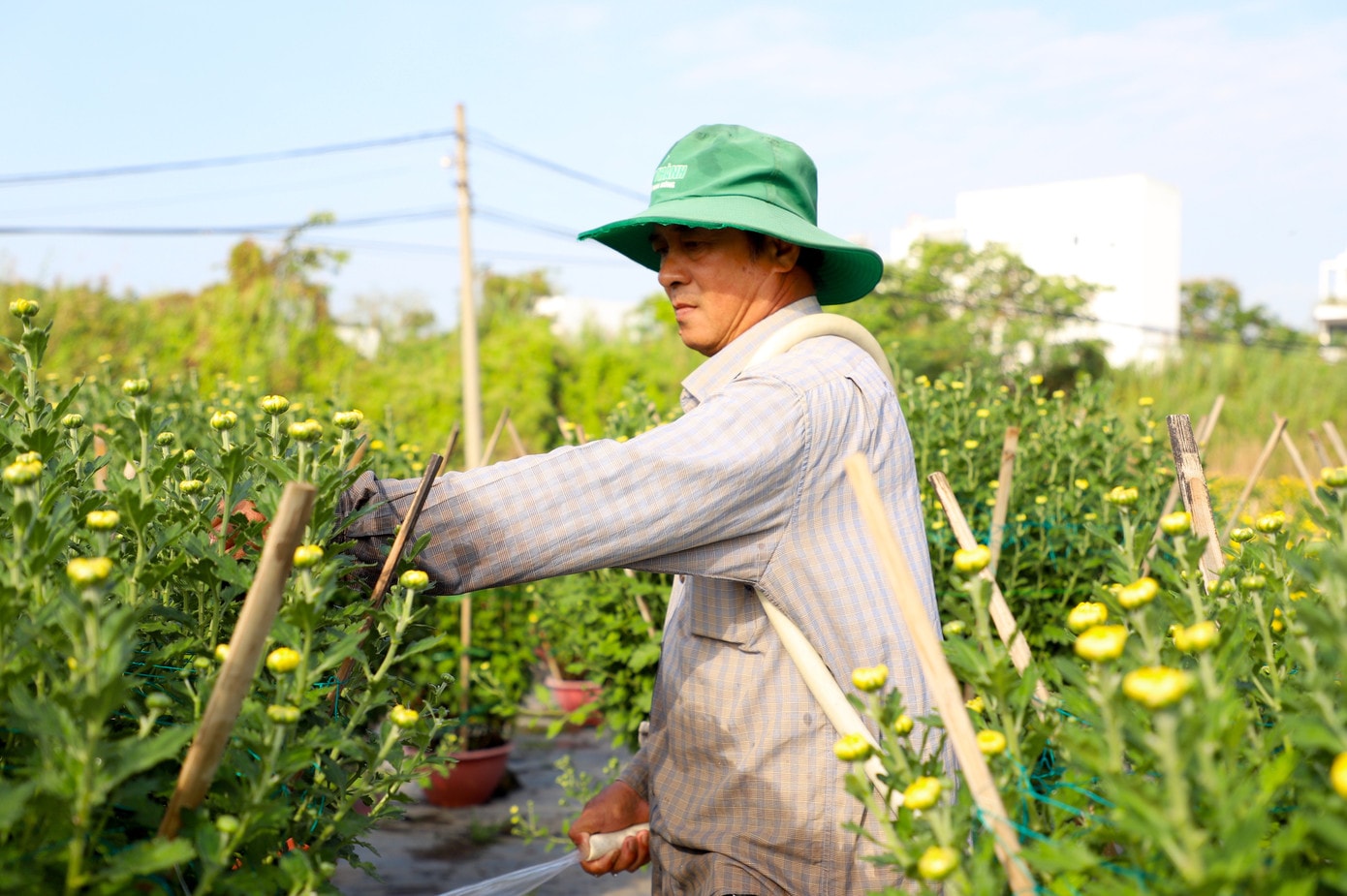 Theo chủ vườn hoa ở Cần Thơ, thời tiết năm nay nhìn chung khá thuận lợi dù xuất hiện vài đợt lạnh ngắn ngày. Tuy nhiên, chi phí phân bón, thuốc dưỡng hoa và công chăm sóc đều tăng. Giá bán vẫn giữ ổn định như những năm trước. Khách quen thường đặt cọc sớm, gần Tết chỉ việc giao hoa. Không chỉ người dân chơi hoa, nhiều cơ quan, doanh nghiệp cũng đặt mua các chậu cúc lớn để trưng bày trước trụ sở. img-3139.jpg