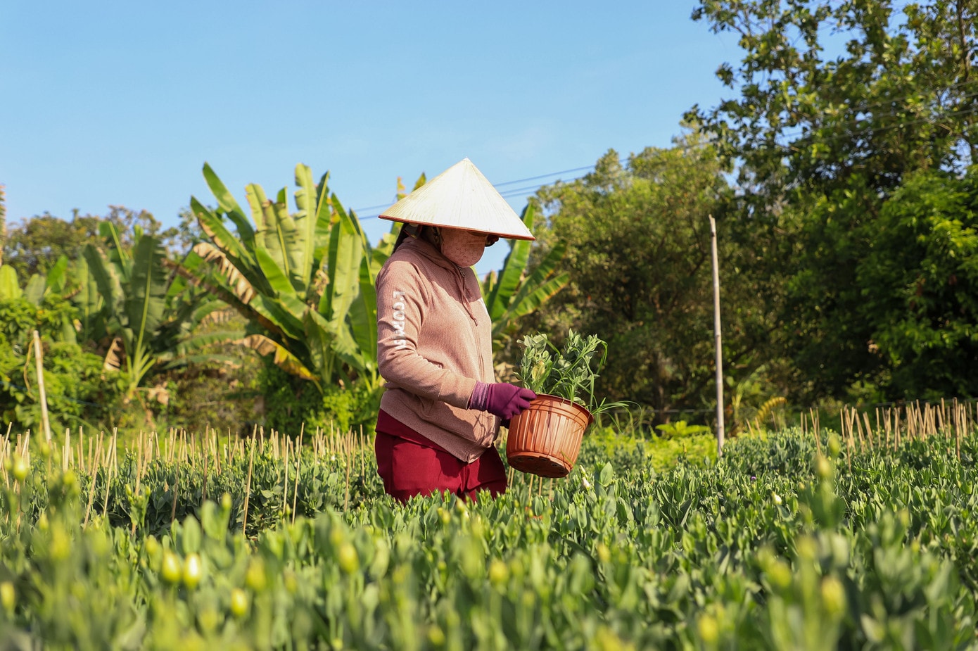 Theo ghi nhận của PV Tiền Phong sáng 25/1, dọc các tuyến đường tại làng hoa Phó Thọ - Bà Bộ (Cần Thơ), người trồng hoa tất bật chăm sóc, chỉnh tán, tưới nước, canh nụ để hoa nở đúng dịp Tết. Không khí lao động nhộn nhịp kéo dài từ sáng sớm đến tối muộn tại làng hoa truyền thống có tuổi đời hơn 100 năm. img-3160.jpg