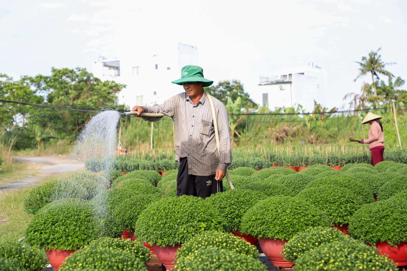 Chị Kiều (vợ anh Tùng) cho biết, vụ Tết năm nay gia đình trồng hơn 1.000 chậu cúc Đài Loan, cát tường và cúc mâm xôi, gồm cả chậu lớn lẫn chậu nhỏ. Đến thời điểm này, phần lớn số hoa đã được thương lái và khách quen đặt cọc , nhà vườn chủ yếu tập trung khâu chăm sóc để giao đúng hẹn. “Mối quen đặt trước hết rồi, giờ chỉ lo chăm cho bông đạt, nở đều là giao thôi”, chị Kiều nói. Theo chị, dù không phải thuê đất, chi phí đầu tư cho mỗi chậu cúc vẫn rất lớn, đặc biệt cúc Đài Loan phải thắp đèn ban đêm để điều tiết sinh trưởng, giúp cây giữ tán và ra hoa đúng thời điểm. “Nếu xử lý đèn không kỹ là hoa ra sớm hoặc không đều, coi như mất Tết. Giai đoạn này gần như đêm nào cũng phải ra vườn, chăm còn hơn chăm con nhỏ”, chị Kiều ví von. img-3107.jpg
