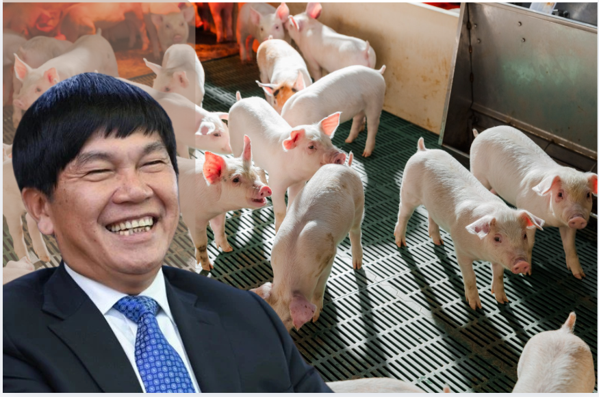 Sản lượng heo Hòa Phát vượt 660.000 con năm 2025, heo giống tăng 40%