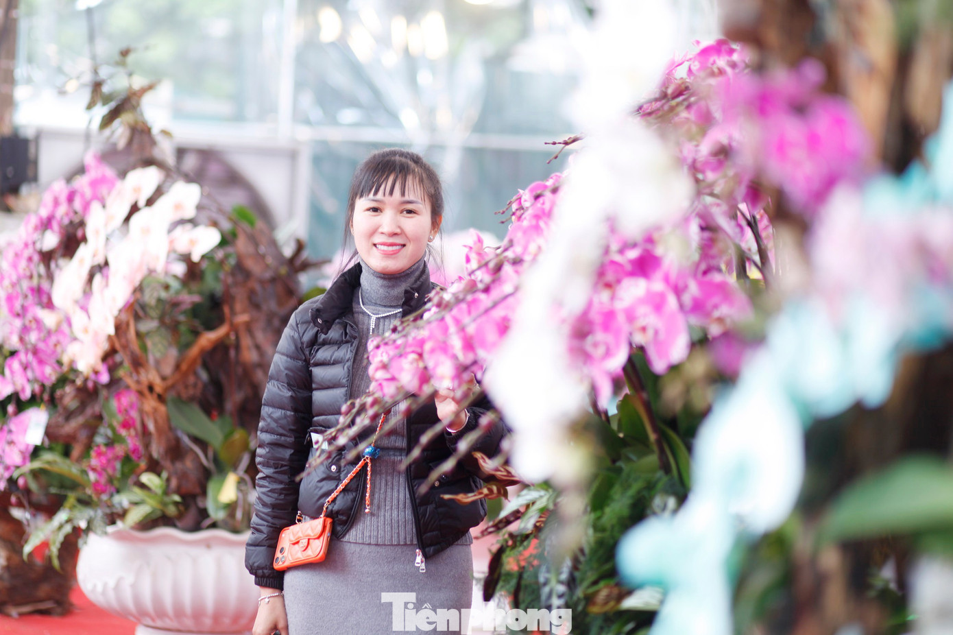 Một khách hàng mua lan chơi Tết. tp-lan-3.jpg