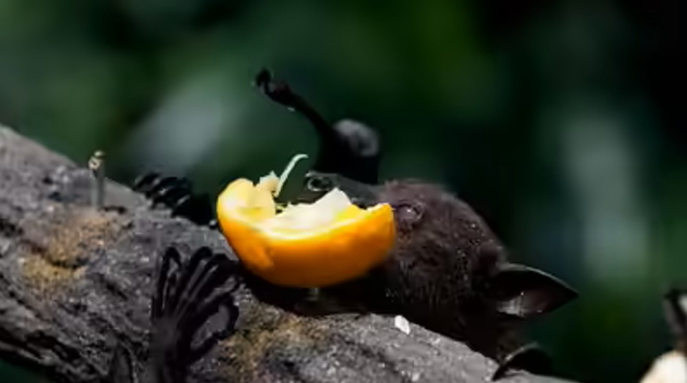 Loại quả bán đầy chợ Việt là món khoái khẩu của dơi mang virus Nipah, chuyên gia khuyên tuyệt đối không ăn nếu có dấu hiệu này - ảnh 1