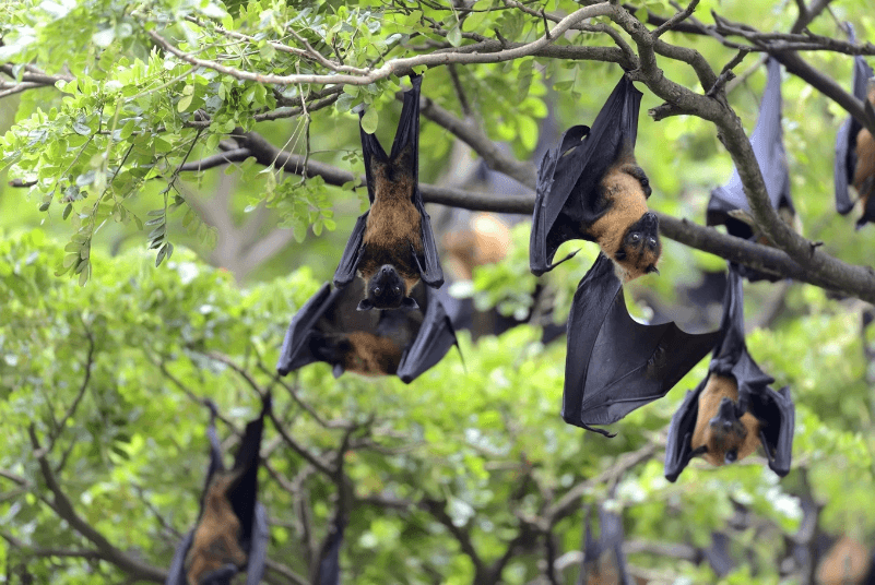 Những điều cần biết về loại virus Nipah nguy hiểm chết người - ảnh 3
