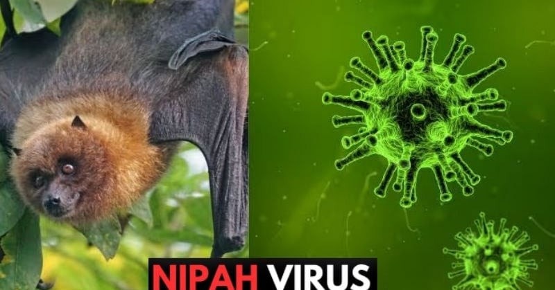 virus.jpg