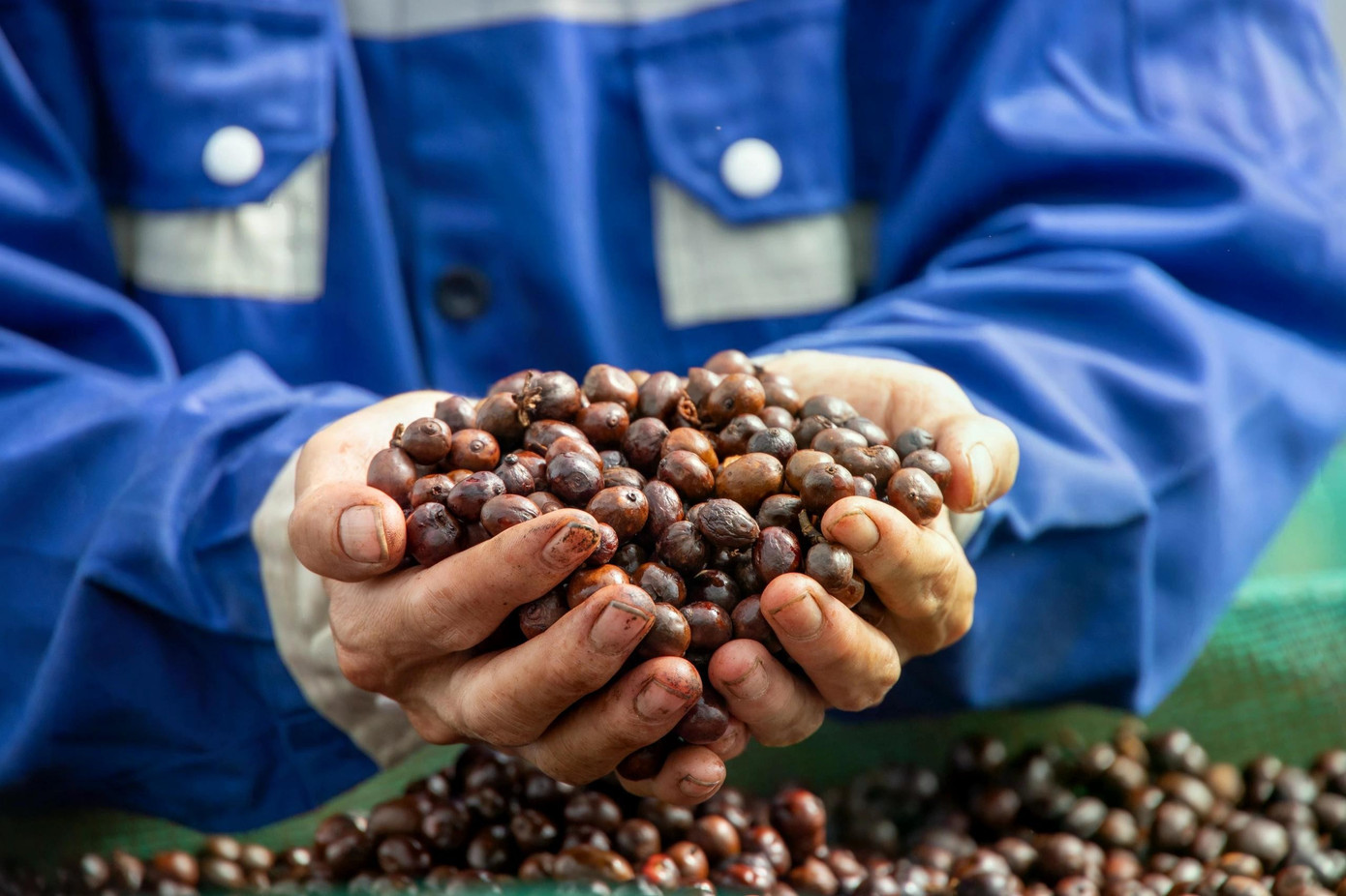 Cà phê là sản phẩm xuất khẩu giàu tiềm năng của Việt Nam. a1.jpg