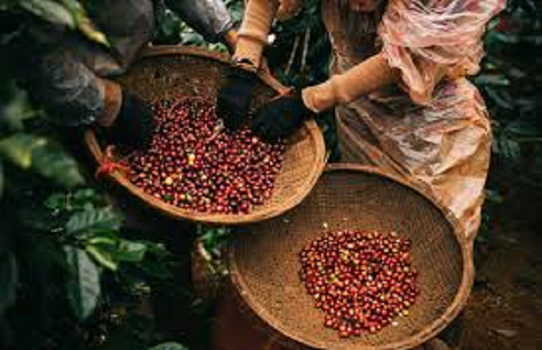 xuat-khau-ca-phe-nua-dau-thang-1-2026.png