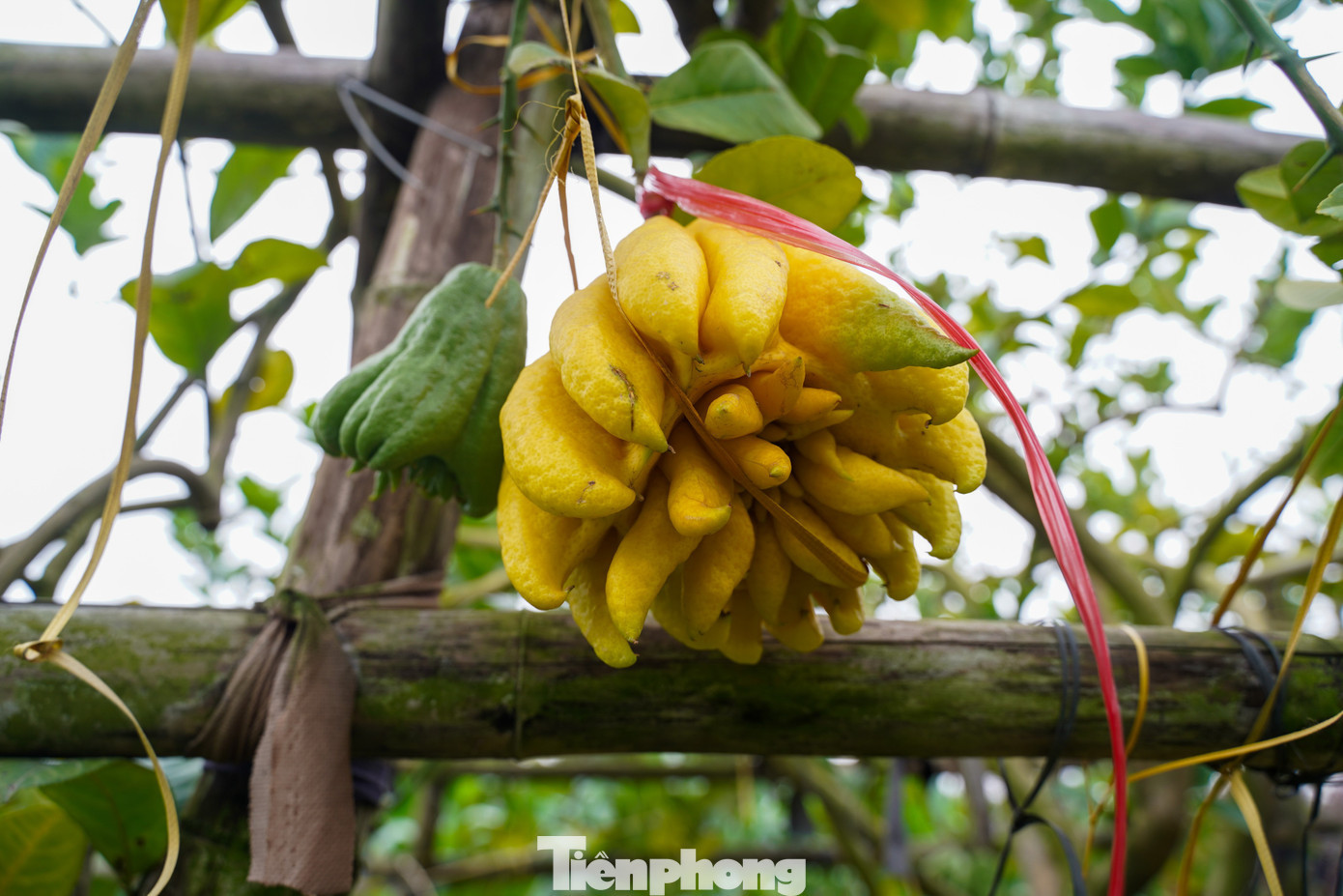 Quả phật thủ với hình dáng như tp-phatthu-61.jpg