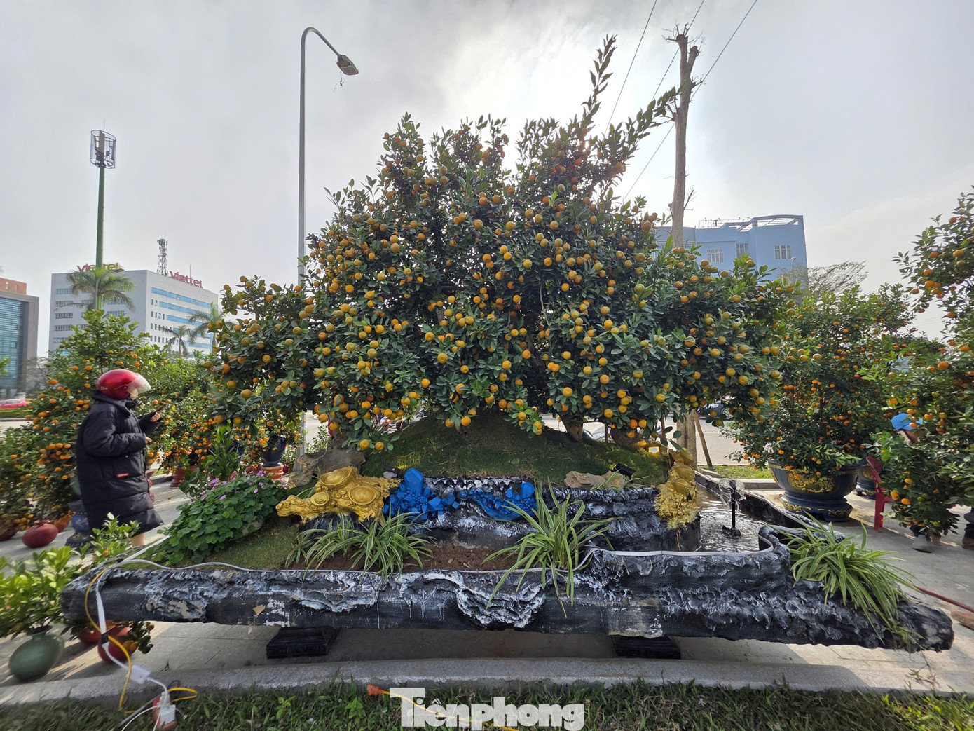 Gốc quất độc đáo này được đặt tên là quất “đảo ngọc, đảo vàng”. Nghệ nhân đã khéo léo tạo dáng cây trên một “hòn đảo” nhân tạo, kết hợp hài hòa giữa yếu tố phong thủy và nghệ thuật tạo hình cây cảnh. tp-quat-jgssl.jpg
