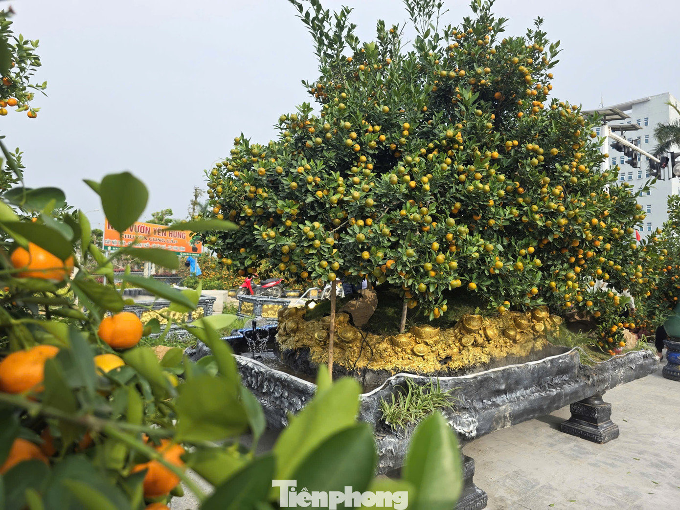 Chậu quất cỡ lớn của một tiểu thương đang trở thành điểm nhấn, thu hút đông đảo người dân và người đi đường dừng chân chiêm ngưỡng. Chậu quất này được người này mua từ tỉnh Hưng Yên và hiện đang được chào bán với mức giá 120 triệu đồng. Theo chia sẻ của chủ nhân, cây quất có tuổi đời trên 10 năm, thân gốc to, tán cây rộng, quả ra dày và phân bố đều từ gốc đến ngọn. tp-quayh-kk.jpg