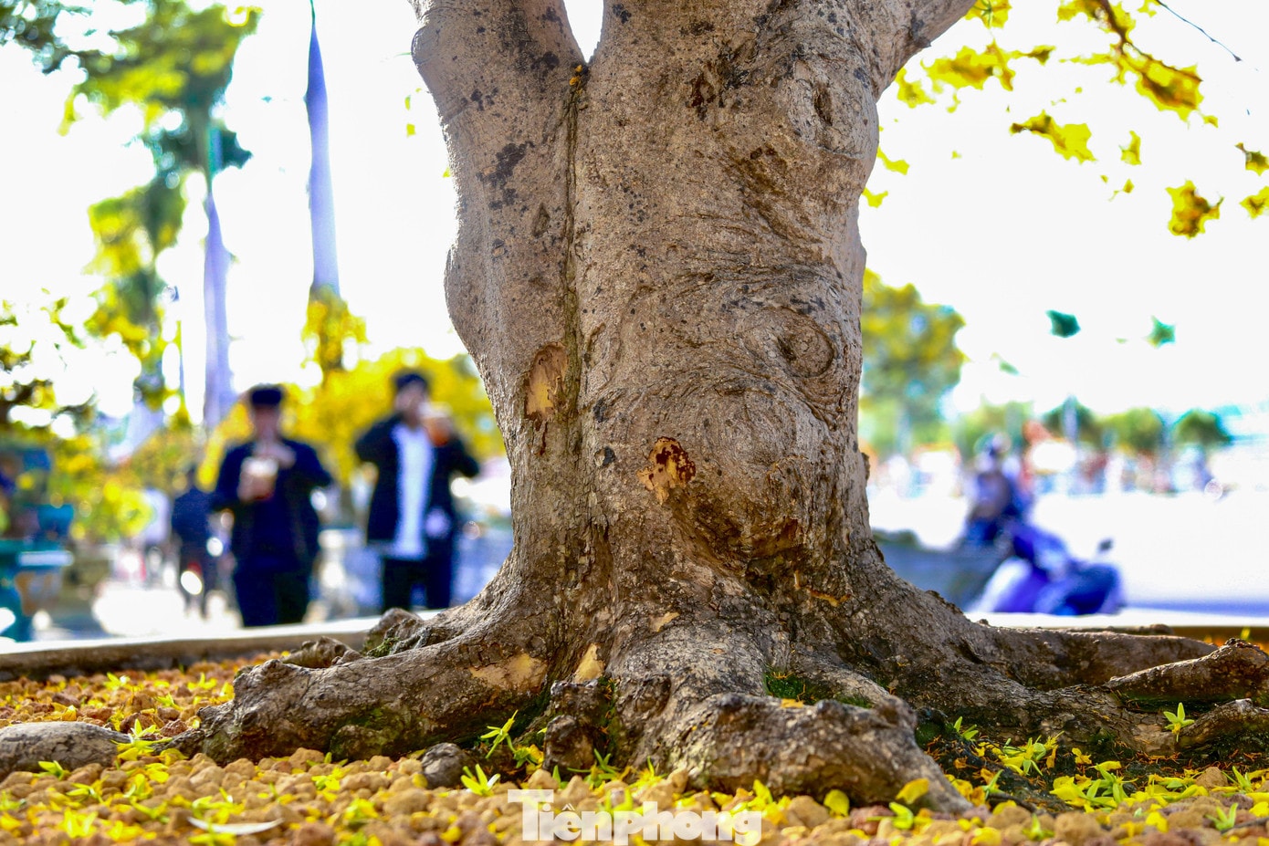 tp-maitetxuongpho.jpg
