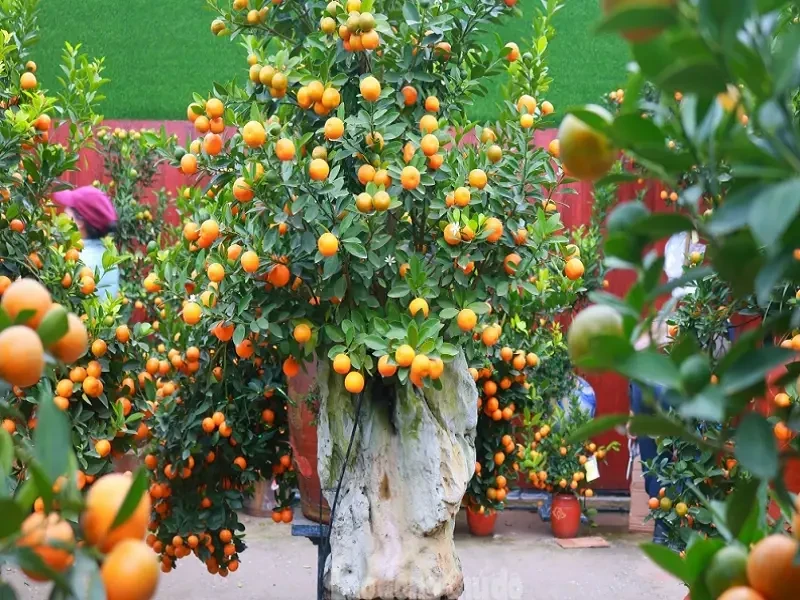 cayquat.webp