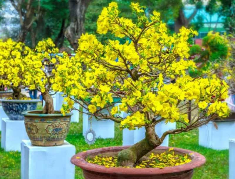 cayquat2.jpg