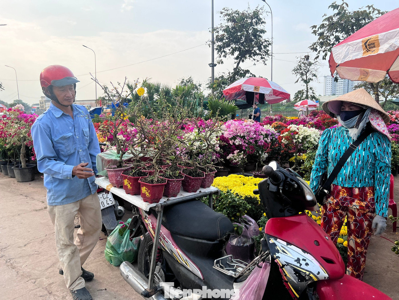 Giá cực mềm, khách mua chục chậu mai về chơi Tết với giá chỉ ngót nghét tầm 1 triệu đồng. tp-binh-dien-uyen-phuong-26.jpg