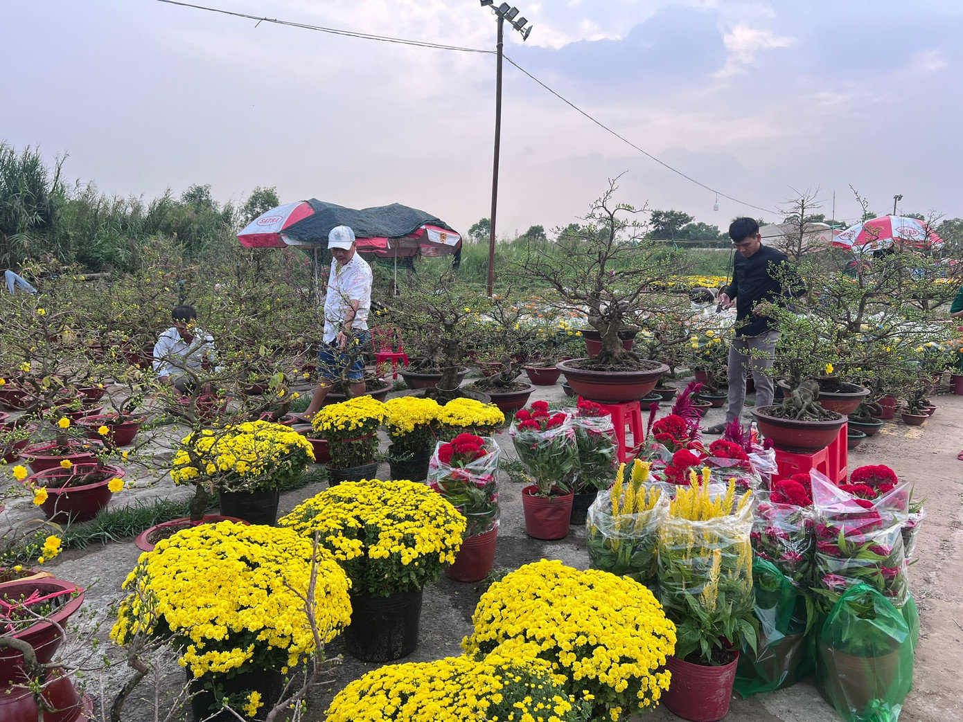 Chợ hoa xuân Bình Điền (phường Bình Đông, TPHCM) vừa chính thức khai trương. Hàng trăm nhà vườn từ các tỉnh miền Tây, nhiều nhất là từ vùng hoa ở tỉnh Vĩnh Long, Đồng Tháp đã mang đủ các loại hoa lên thành phố bán trong dịp Tết Bính Ngọ 2026. binh-dien-uyen-phuong-15.jpg