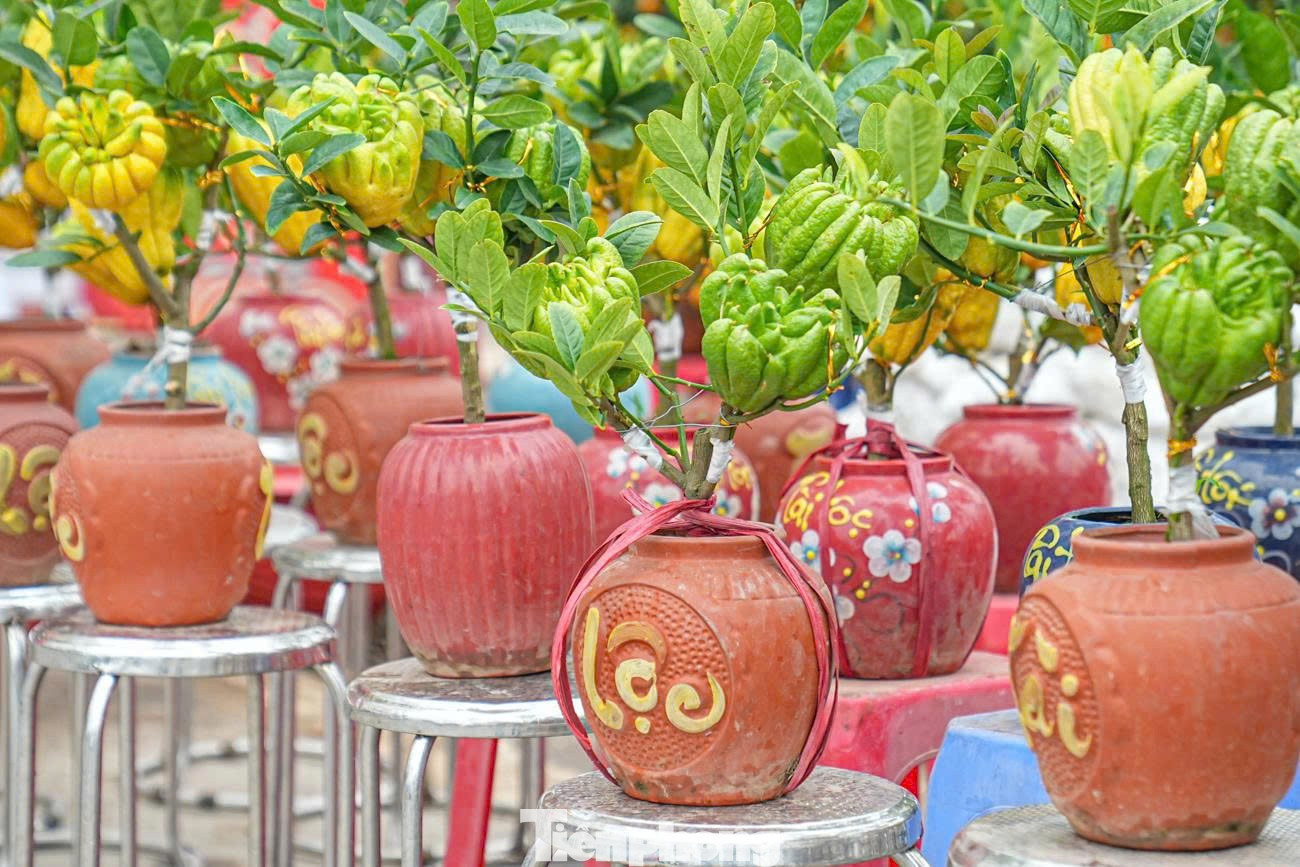 Không giống các loại bonsai truyền thống, phật thủ bonsai vừa mang giá trị thẩm mỹ, vừa có hương thơm dịu nhẹ. Mùi thơm đặc trưng của quả phật thủ tạo cảm giác thanh khiết, giúp không gian ngày Tết thêm phần ấm cúng. tp-7528370539760-a46c89c713b4e04fd2d54d8549e20b52.jpg