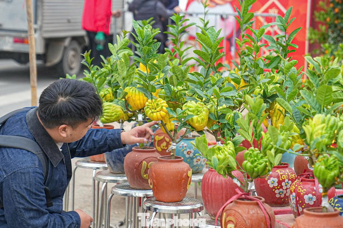 Để tạo nên một chậu phật thủ bonsai đẹp, người trồng phải chăm sóc cây trong thời gian dài, uốn thế, tạo dáng tỉ mỉ để cây vừa giữ được nét tự nhiên vừa mang tính nghệ thuật. Những chậu cây có nhiều quả, quả phân bố đều, dáng cây cân đối thường được người chơi đánh giá cao. tp-7528370447139-ac2f18b26e3a546e055b9786d0271a11.jpg