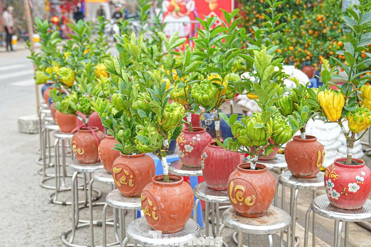 Trước đây, người dân thường chọn những quả phật thủ to, đẹp để dâng lên bàn thờ tổ tiên. Tuy nhiên, vài năm trở lại đây, các nhà vườn đã sáng tạo, đưa phật thủ vào tạo hình bonsai, mở ra một thú chơi cây cảnh mới mẻ. tp-7528370721598-6e36d5c893a6aff4ad10453aa5aadce1.jpg