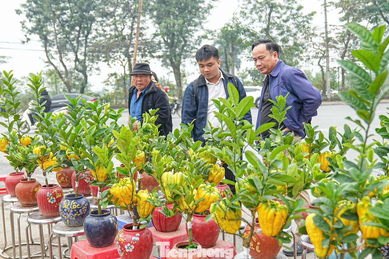 Càng gần Tết, nhu cầu mua phật thủ bonsai càng tăng. Tiểu thương Nguyễn Thanh Sơn (xã Đông Anh, Hà Nội) cho biết, phật thủ được mang từ làng trồng phật thủ Đắc Sở về, lượng khách tìm mua loại cây này tăng mạnh nhờ tính mới lạ và ý nghĩa phong thủy. tp-7528370814451-a6a0e24880ae68b7c0b409c188818335.jpg