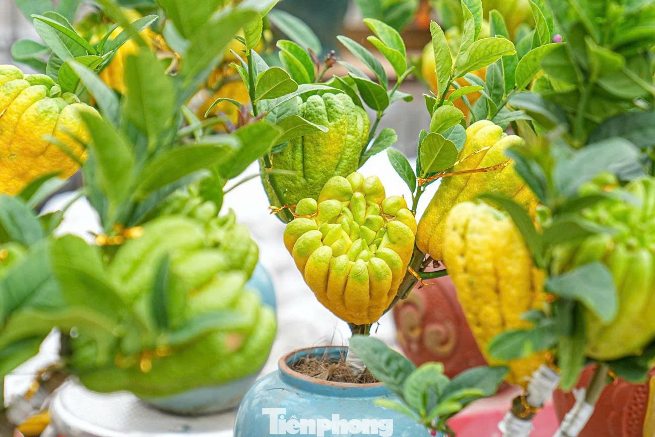 Trong nhịp sống hiện đại, khi nhiều phong tục Tết dần thay đổi, sự xuất hiện của phật thủ bonsai được xem là cách làm mới truyền thống, giúp Tết Việt thêm phong phú nhưng vẫn giữ trọn bản sắc văn hóa dân tộc. tp-7528369196352-a6f9e1e0fad59b6d2a00dc3a03ab605c.jpg