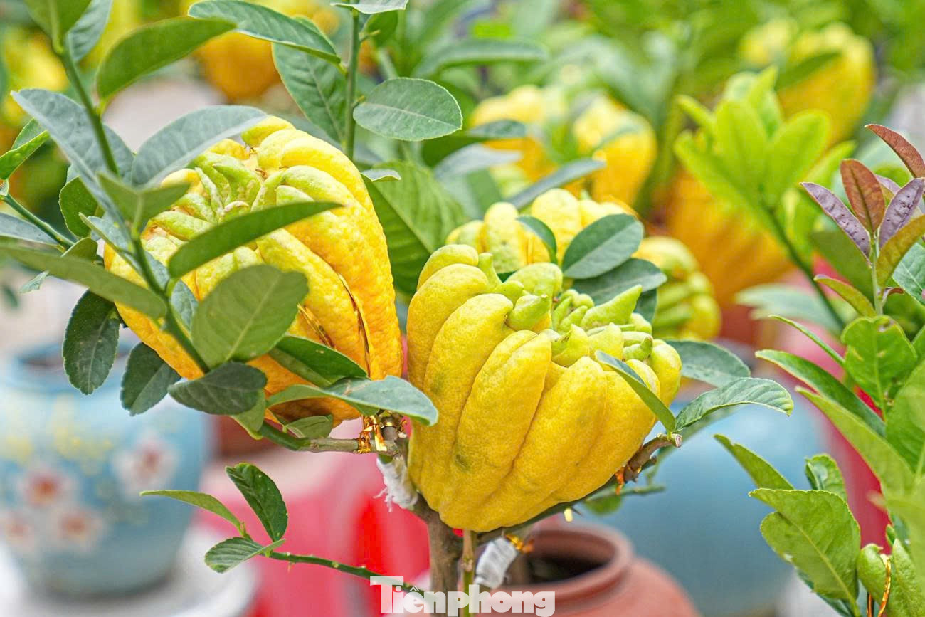 Từ lâu, phật thủ là loại quả quen thuộc trong mâm ngũ quả ngày Tết của nhiều gia đình. Quả phật thủ có hình dáng giống bàn tay Phật, tượng trưng cho sự che chở, bảo hộ và mang lại may mắn. tp-7528370773884-c294a92fd26f594ff1c65d05745da7c8.jpg