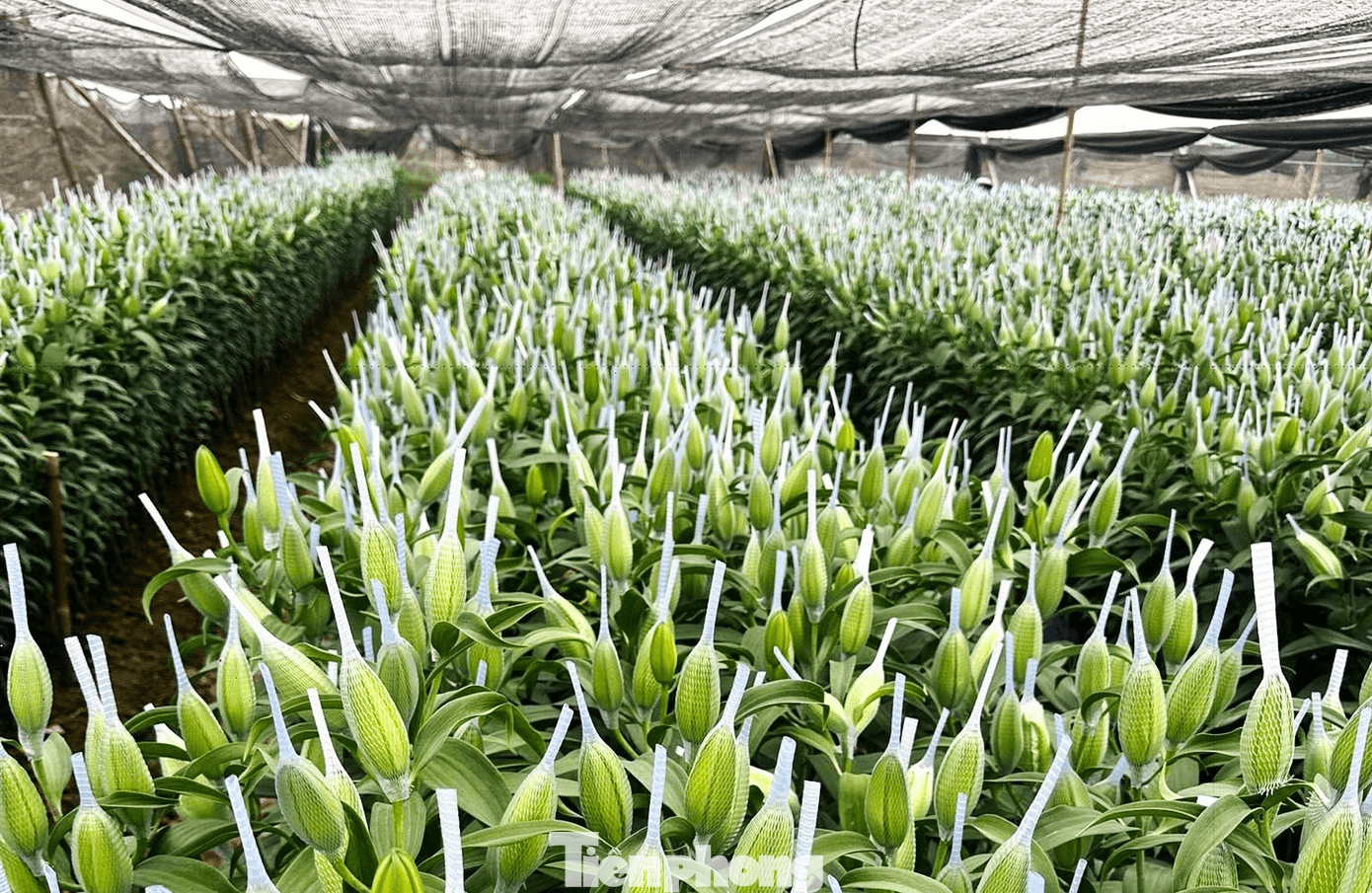 Giới buôn ly kép cho rằng mức tăng giá hiện tại phản ánh đúng diễn biến thị trường cận Tết. Ảnh: Lộc Liên. tp-hoa-tet-tang-gia-nhu-vang-2.png