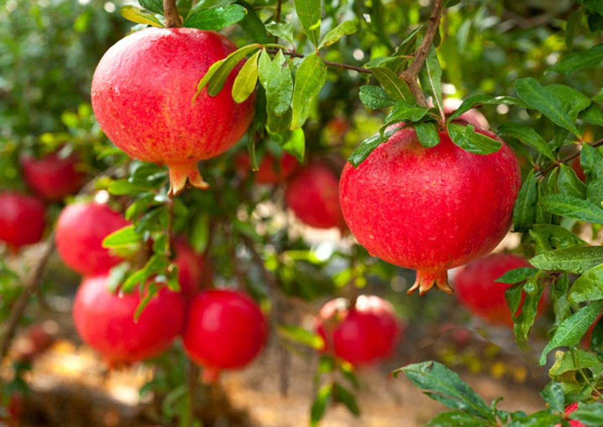 5 loại cây phong thủy giúp gia đình chiêu tài lộc, hút may mắn, biểu trưng cho công danh, đủ đầy và trường thọ