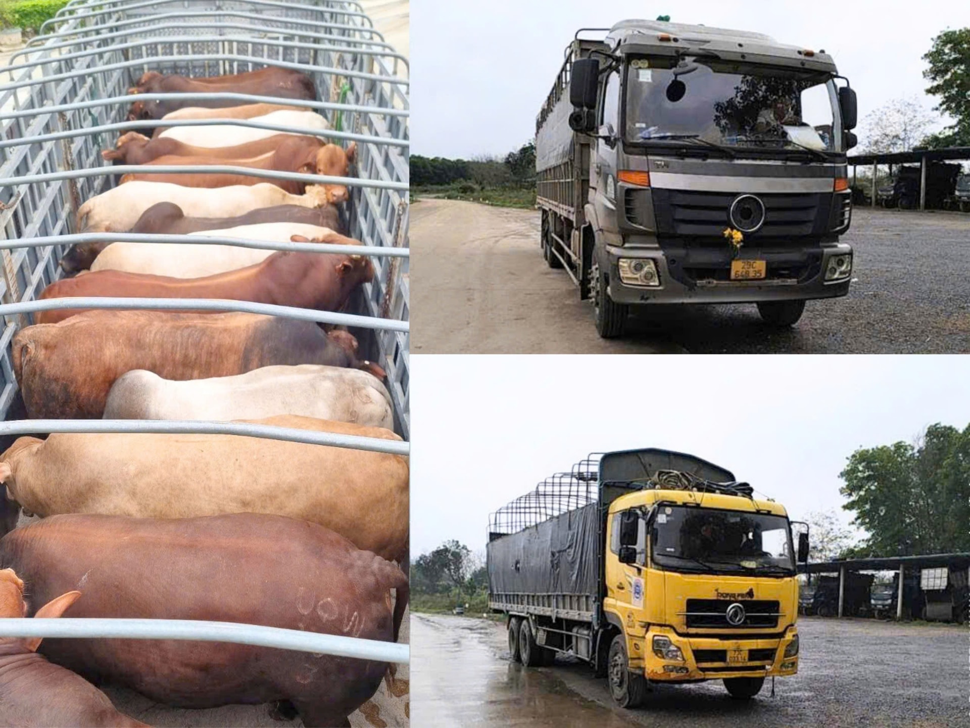 Công ty TNHH Thương mại Hòa Phát đã xuất hơn 600 con bò Úc từ các trang trại tại Đồng Nai, Quảng Trị đến tay các đại lý và khách hàng cả nước