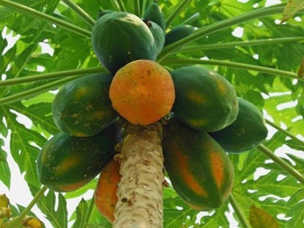 Loại quả từng rụng đầy gốc nay vào top 20 trái cây ưu việt nhất thế giới : Giá chỉ 15.000 đồng/kg, vitamin C gấp 1,5 lần nhu cầu ngày rất phù hợp cho giai đoạn giao mùa