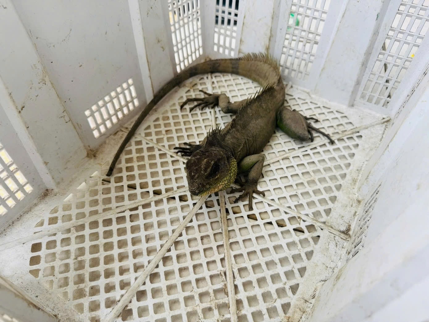 Đang thăm vườn, anh T. ở Tây Ninh phát hiện 'rồng đất' quý hiếm, vội giao nộp cho công an