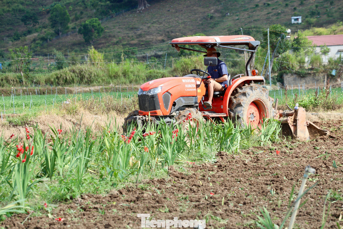 Nhìn hoa nở đẹp mà không có đầu ra, người trồng hoa chỉ biết xót xa, lặng lẽ cày xới lại ruộng đồng, gom từng luống đất để xuống giống vụ mới. tp-2.jpg