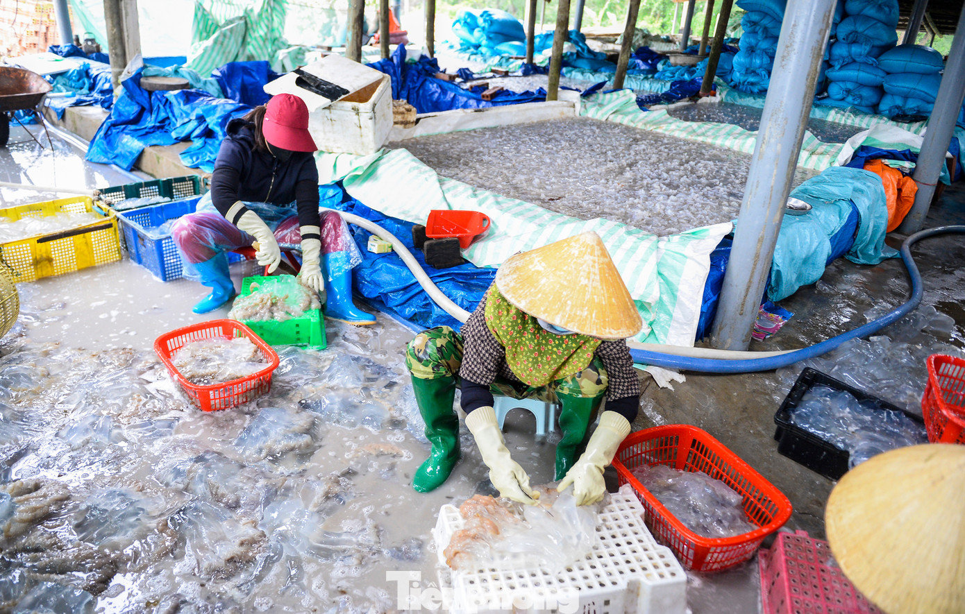 Sau khi đưa vào bờ, sứa được vận chuyển đến các điểm thu mua rồi chuyển vào khu sơ chế. tp-13.jpg