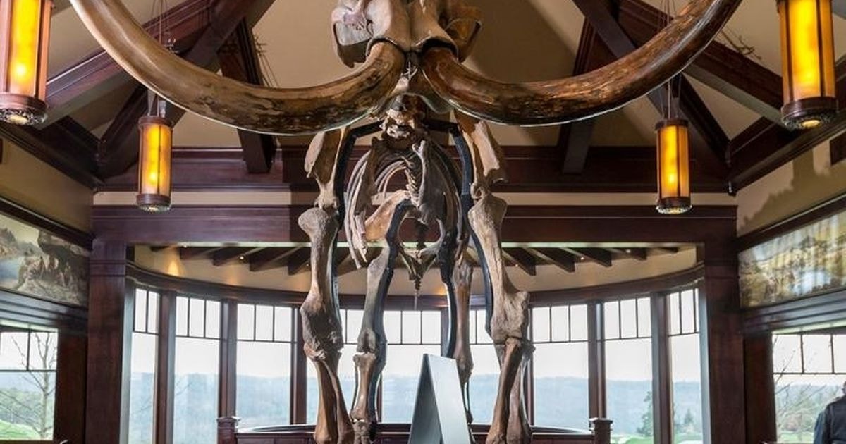 Khởi tố 2 người đàn ông U50 làm vỡ ngà voi trị giá 5,2 tỷ đồng